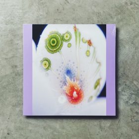 Courtney Bailey - In Dream [LP]